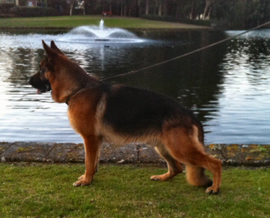 Sire